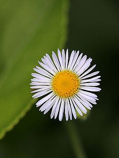 Daisy Fleabane - Erigeron strigosus Habitat: Meadow Erigeron strigosus,Geotagged,Prairie fleabane,Summer,United States,fleabane,flower,wildflower