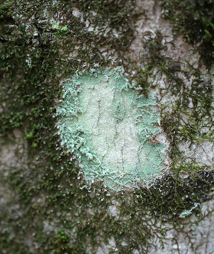 Lichen - Lecanora sp.? Habitat: Hardwood tree Geotagged,Lecanora,Lecanora thysanophora,Summer,United States,lichen