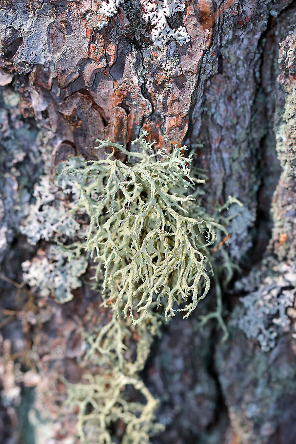 Boreal Oakmoss - Evernia mesomorpha Substrate: Conifer trunk Boreal Oakmoss,Evernia mesomorpha,Geotagged,Summer,United States,evernia,lichen