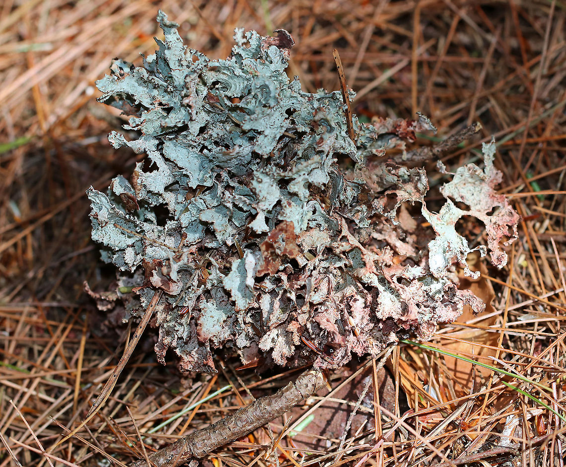 Crumpled Rag Lichen - Platismatia tuckermanii Substrate: Conifer twig Crumpled Rag Lichen,Geotagged,Platismatia,Platismatia tuckermanii,Summer,United States,lichen