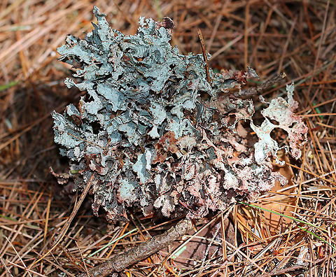 Crumpled Rag Lichen - Platismatia tuckermanii Substrate: Conifer twig Crumpled Rag Lichen,Geotagged,Platismatia,Platismatia tuckermanii,Summer,United States,lichen