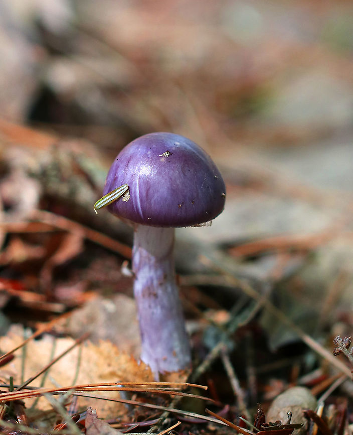Spotted Cort - Cortinarius iodes This was a weird one. C. iodes is mycorrhizal with oak, but there wasn&#039;t any oak in this area. There were lots of conifers, some beech, and a couple other hardwoods. But, no oak.<br />
<figure class="photo"><a href="https://www.jungledragon.com/image/89478/spotted_cort_-_cortinarius_iodes.html" title="Spotted Cort - Cortinarius iodes"><img src="https://s3.amazonaws.com/media.jungledragon.com/images/3232/89478_thumb.jpg?AWSAccessKeyId=05GMT0V3GWVNE7GGM1R2&Expires=1763596810&Signature=spMuhJWAkaitNoWlRAhS2UyjhYc%3D" width="200" height="128" alt="Spotted Cort - Cortinarius iodes This was a weird one. C. iodes is mycorrhizal with oak, but there wasn&#039;t any oak in this area. There were lots of conifers, some beech, and a couple other hardwoods. But, no oak.<br />
https://www.jungledragon.com/image/89477/spotted_cort_-_cortinarius_iodes.html Cortinarius iodes,Geotagged,Spotted cort,Summer,United States" /></a></figure> Cortinarius iodes,Geotagged,Spotted cort,Summer,United States,cortinarius,mushroom,purple