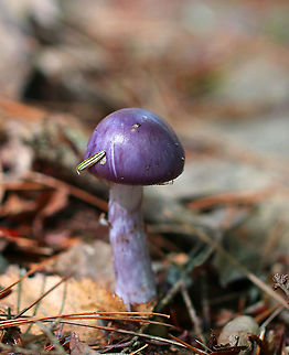 Spotted Cort - Cortinarius iodes This was a weird one. C. iodes is mycorrhizal with oak, but there wasn't any oak in this area. There were lots of conifers, some beech, and a couple other hardwoods. But, no oak.
https://www.jungledragon.com/image/89478/spotted_cort_-_cortinarius_iodes.html Cortinarius iodes,Geotagged,Spotted cort,Summer,United States,cortinarius,mushroom,purple