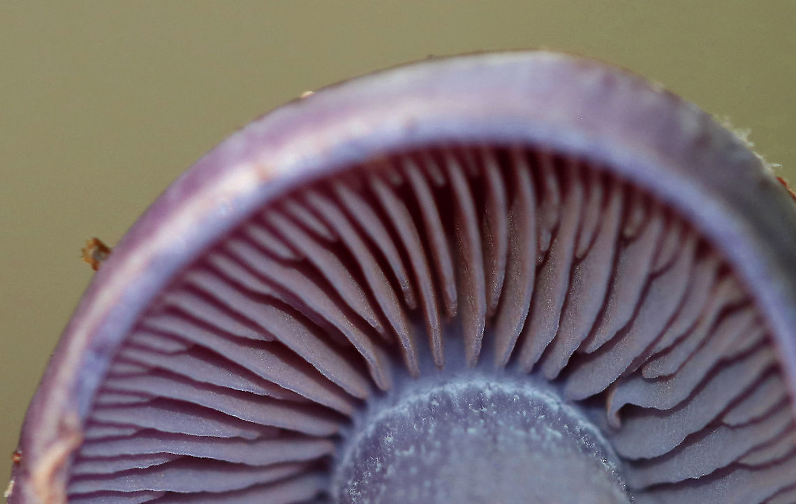 Spotted Cort - Cortinarius iodes This was a weird one. C. iodes is mycorrhizal with oak, but there wasn&#039;t any oak in this area. There were lots of conifers, some beech, and a couple other hardwoods. But, no oak.<br />
<figure class="photo"><a href="https://www.jungledragon.com/image/89477/spotted_cort_-_cortinarius_iodes.html" title="Spotted Cort - Cortinarius iodes"><img src="https://s3.amazonaws.com/media.jungledragon.com/images/3232/89477_thumb.jpg?AWSAccessKeyId=05GMT0V3GWVNE7GGM1R2&Expires=1759968010&Signature=d9UAo8CKWUULVO4iszl%2BJCpTNdk%3D" width="124" height="152" alt="Spotted Cort - Cortinarius iodes This was a weird one. C. iodes is mycorrhizal with oak, but there wasn&#039;t any oak in this area. There were lots of conifers, some beech, and a couple other hardwoods. But, no oak.<br />
https://www.jungledragon.com/image/89478/spotted_cort_-_cortinarius_iodes.html Cortinarius iodes,Geotagged,Spotted cort,Summer,United States,cortinarius,mushroom,purple" /></a></figure> Cortinarius iodes,Geotagged,Spotted cort,Summer,United States