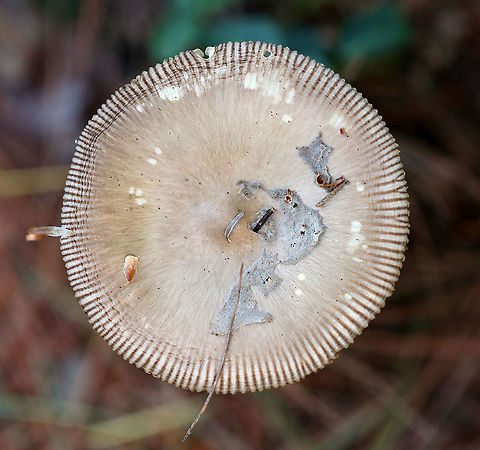 Amanita vaginata group Habitat: Mixed, but mostly coniferous forest
https://www.jungledragon.com/image/89515/amanita_vaginata_group.html
https://www.jungledragon.com/image/89513/amanita_vaginata_group.html Amanita vaginata group,Geotagged,Summer,United States,amanita,mushroom