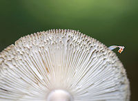 Amanita vaginata group Habitat: Mixed, but mostly coniferous forest<br />
https://www.jungledragon.com/image/89515/amanita_vaginata_group.html<br />
https://www.jungledragon.com/image/89512/amanita_vaginata_group.html Geotagged,Summer,United States
