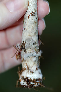 Amanita vaginata group Habitat: Mixed, but mostly coniferous forest
https://www.jungledragon.com/image/89512/amanita_vaginata_group.html
https://www.jungledragon.com/image/89513/amanita_vaginata_group.html Geotagged,Summer,United States
