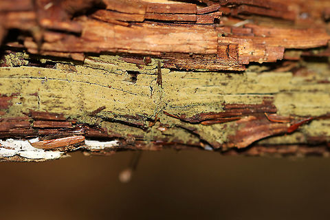 Unknown Fungus Habitat: Growing on very rotten wood in a mixed forest Geotagged,Summer,United States,fungus