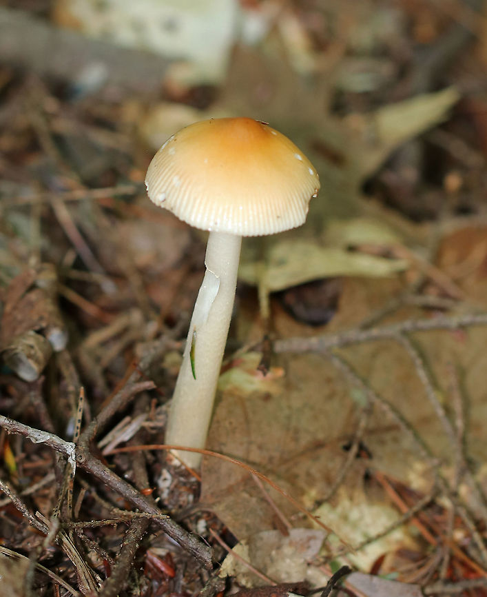 Amanita sect. Vaginatae Habitat: Mixed forest<br />
<figure class="photo"><a href="https://www.jungledragon.com/image/89522/amanita_sect._vaginatae.html" title="Amanita sect. Vaginatae"><img src="https://s3.amazonaws.com/media.jungledragon.com/images/3232/89522_thumb.jpg?AWSAccessKeyId=05GMT0V3GWVNE7GGM1R2&Expires=1759968010&Signature=R%2BZc1IGC9aQPknUmplvJDyVoQxI%3D" width="102" height="152" alt="Amanita sect. Vaginatae Habitat: Mixed forest<br />
https://www.jungledragon.com/image/89518/amanita_sect._vaginatae.html<br />
https://www.jungledragon.com/image/89521/amanita_sect._vaginatae.html<br />
https://www.jungledragon.com/image/89519/amanita_sect._vaginatae.html Geotagged,Summer,United States" /></a></figure><br />
<figure class="photo"><a href="https://www.jungledragon.com/image/89521/amanita_sect._vaginatae.html" title="Amanita sect. Vaginatae"><img src="https://s3.amazonaws.com/media.jungledragon.com/images/3232/89521_thumb.jpg?AWSAccessKeyId=05GMT0V3GWVNE7GGM1R2&Expires=1759968010&Signature=NIWAci65rXv%2Bp3fCnaxFkVfp1Ug%3D" width="200" height="150" alt="Amanita sect. Vaginatae Habitat: Mixed forest<br />
https://www.jungledragon.com/image/89518/amanita_sect._vaginatae.html<br />
https://www.jungledragon.com/image/89519/amanita_sect._vaginatae.html<br />
https://www.jungledragon.com/image/89522/amanita_sect._vaginatae.html Geotagged,Summer,United States" /></a></figure><br />
<figure class="photo"><a href="https://www.jungledragon.com/image/89519/amanita_sect._vaginatae.html" title="Amanita sect. Vaginatae"><img src="https://s3.amazonaws.com/media.jungledragon.com/images/3232/89519_thumb.jpg?AWSAccessKeyId=05GMT0V3GWVNE7GGM1R2&Expires=1759968010&Signature=hS9COagFPJHVT1Y8VWEVuv7rVH4%3D" width="200" height="150" alt="Amanita sect. Vaginatae Habitat: Mixed forest<br />
https://www.jungledragon.com/image/89521/amanita_sect._vaginatae.html<br />
https://www.jungledragon.com/image/89522/amanita_sect._vaginatae.html<br />
https://www.jungledragon.com/image/89518/amanita_sect._vaginatae.html Geotagged,Summer,United States" /></a></figure> Amanita sect. Vaginatae,Geotagged,Summer,United States,amanita,mushroom