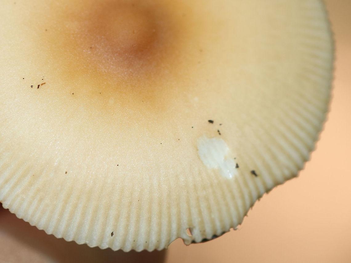 Amanita sect. Vaginatae Habitat: Mixed forest<br />
<figure class="photo"><a href="https://www.jungledragon.com/image/89521/amanita_sect._vaginatae.html" title="Amanita sect. Vaginatae"><img src="https://s3.amazonaws.com/media.jungledragon.com/images/3232/89521_thumb.jpg?AWSAccessKeyId=05GMT0V3GWVNE7GGM1R2&Expires=1759968010&Signature=NIWAci65rXv%2Bp3fCnaxFkVfp1Ug%3D" width="200" height="150" alt="Amanita sect. Vaginatae Habitat: Mixed forest<br />
https://www.jungledragon.com/image/89518/amanita_sect._vaginatae.html<br />
https://www.jungledragon.com/image/89519/amanita_sect._vaginatae.html<br />
https://www.jungledragon.com/image/89522/amanita_sect._vaginatae.html Geotagged,Summer,United States" /></a></figure><br />
<figure class="photo"><a href="https://www.jungledragon.com/image/89522/amanita_sect._vaginatae.html" title="Amanita sect. Vaginatae"><img src="https://s3.amazonaws.com/media.jungledragon.com/images/3232/89522_thumb.jpg?AWSAccessKeyId=05GMT0V3GWVNE7GGM1R2&Expires=1759968010&Signature=R%2BZc1IGC9aQPknUmplvJDyVoQxI%3D" width="102" height="152" alt="Amanita sect. Vaginatae Habitat: Mixed forest<br />
https://www.jungledragon.com/image/89518/amanita_sect._vaginatae.html<br />
https://www.jungledragon.com/image/89521/amanita_sect._vaginatae.html<br />
https://www.jungledragon.com/image/89519/amanita_sect._vaginatae.html Geotagged,Summer,United States" /></a></figure><br />
<figure class="photo"><a href="https://www.jungledragon.com/image/89518/amanita_sect._vaginatae.html" title="Amanita sect. Vaginatae"><img src="https://s3.amazonaws.com/media.jungledragon.com/images/3232/89518_thumb.jpg?AWSAccessKeyId=05GMT0V3GWVNE7GGM1R2&Expires=1759968010&Signature=x6lHmBopcBMkWKZAwfNdBgLUmu0%3D" width="126" height="152" alt="Amanita sect. Vaginatae Habitat: Mixed forest<br />
https://www.jungledragon.com/image/89522/amanita_sect._vaginatae.html<br />
https://www.jungledragon.com/image/89521/amanita_sect._vaginatae.html<br />
https://www.jungledragon.com/image/89519/amanita_sect._vaginatae.html Amanita sect. Vaginatae,Geotagged,Summer,United States,amanita,mushroom" /></a></figure> Geotagged,Summer,United States