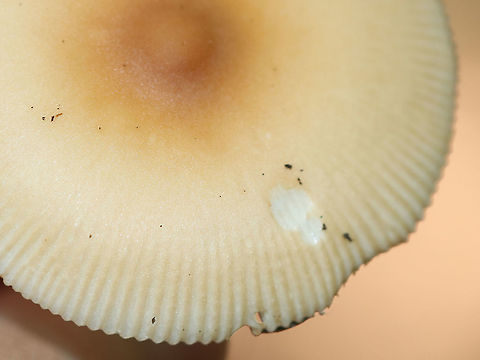 Amanita sect. Vaginatae Habitat: Mixed forest
https://www.jungledragon.com/image/89521/amanita_sect._vaginatae.html
https://www.jungledragon.com/image/89522/amanita_sect._vaginatae.html
https://www.jungledragon.com/image/89518/amanita_sect._vaginatae.html Geotagged,Summer,United States