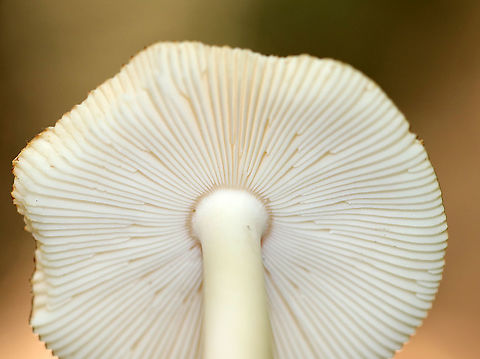 Amanita sect. Vaginatae Habitat: Mixed forest
https://www.jungledragon.com/image/89518/amanita_sect._vaginatae.html
https://www.jungledragon.com/image/89519/amanita_sect._vaginatae.html
https://www.jungledragon.com/image/89522/amanita_sect._vaginatae.html Geotagged,Summer,United States