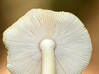 Amanita sect. Vaginatae Habitat: Mixed forest<br />
https://www.jungledragon.com/image/89518/amanita_sect._vaginatae.html<br />
https://www.jungledragon.com/image/89519/amanita_sect._vaginatae.html<br />
https://www.jungledragon.com/image/89522/amanita_sect._vaginatae.html Geotagged,Summer,United States