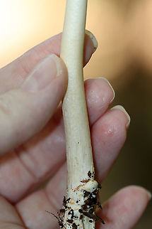 Amanita sect. Vaginatae Habitat: Mixed forest
https://www.jungledragon.com/image/89518/amanita_sect._vaginatae.html
https://www.jungledragon.com/image/89521/amanita_sect._vaginatae.html
https://www.jungledragon.com/image/89519/amanita_sect._vaginatae.html Geotagged,Summer,United States