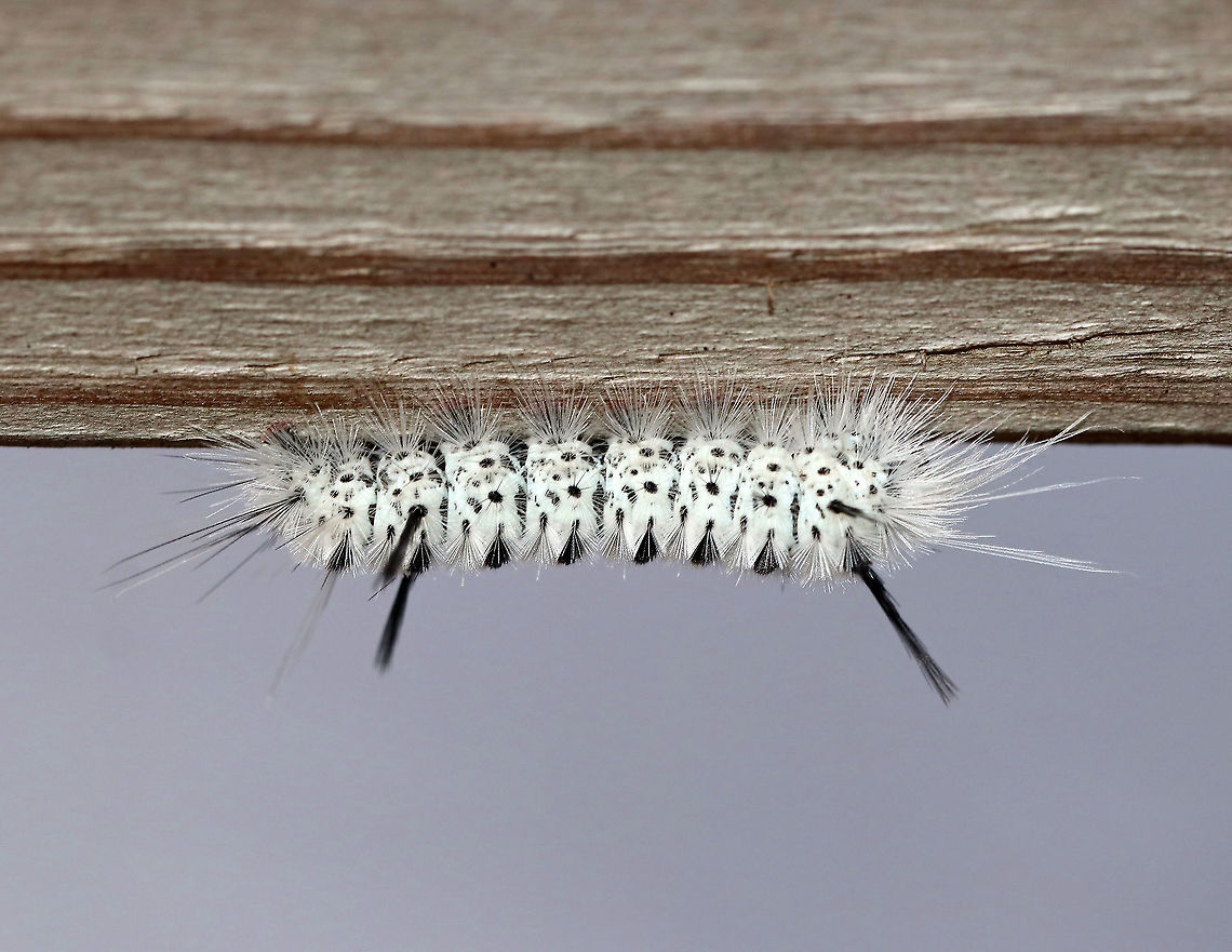 Hickory Tussock Moth Caterpillar - Lophocampa caryae We frequently see these in the northeast. They especially seem to like small bridges that cross streams. My kids know to look before grabbing the railing because these caterpillars are so common.<br />
<br />
Caterpillar that is completely covered in black and white setae. They have black tufts along the middle of their dorsal surface, and four long black hairs (two at the front and two at the back). The longer bristles on the Hickory Tussock Caterpillar are barbed, urticating hairs that contain irritating secretions. Urticating = HURTicating.<br />
<br />
Habitat: Mixed forest Geotagged,Hickory tussock moth,Lophocampa caryae,Summer,United States,caterpillar