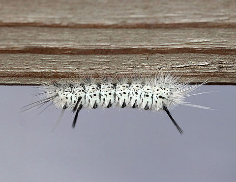 Hickory Tussock Moth Caterpillar - Lophocampa caryae We frequently see these in the northeast. They especially seem to like small bridges that cross streams. My kids know to look before grabbing the railing because these caterpillars are so common.

Caterpillar that is completely covered in black and white setae. They have black tufts along the middle of their dorsal surface, and four long black hairs (two at the front and two at the back). The longer bristles on the Hickory Tussock Caterpillar are barbed, urticating hairs that contain irritating secretions. Urticating = HURTicating.

Habitat: Mixed forest Geotagged,Hickory tussock moth,Lophocampa caryae,Summer,United States,caterpillar