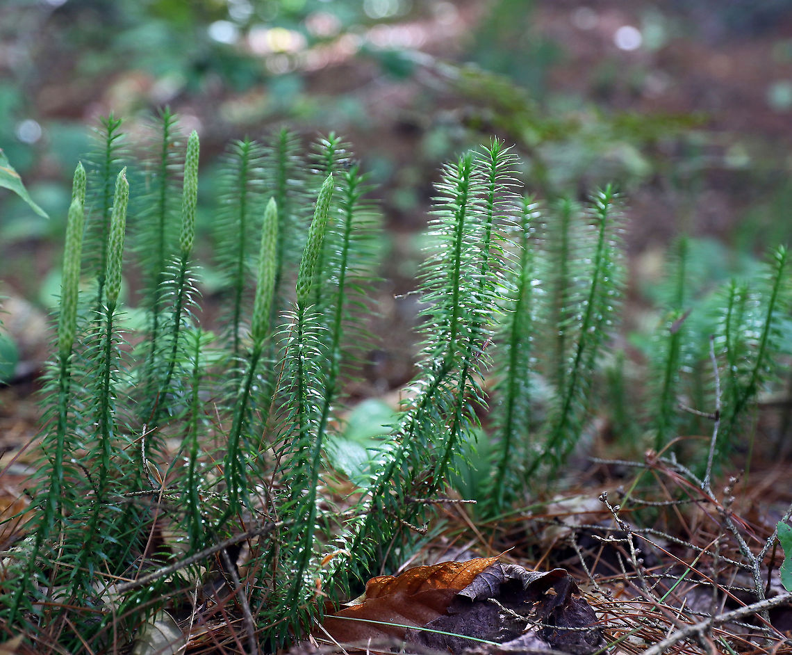 Bristly Clubmoss - Spinulum annotinum Each year's growth in this clubmoss is noted by an interruption on the stem.<br />
<br />
Habitat: Mixed forest<br />
<br />
It may just look like a boring clubmoss, but it has had so many uses in the past:<br />
<br />
-The Woods Cree Nation used it to separate fish eggs from their membranous sacs. They did this by wriggling the egg mass and a bunch of stiff club moss together. The separated eggs were used to make fish-egg bread. <br />
<br />
-Clubmoss spores have also been used as a dusting powder during surgery, as baby powder, and to treat various skin problems, such as eczema. The spores repel water so that anything dusted with them can be dipped into water without becoming wet. <br />
<br />
-Clubmoss spores are rich in oil, and are highly flammable. They were once used by photographers and performers as flash powder, giving the effect of lightning on the stage.  Geotagged,Lycopodium annotinum,Spinulum,Spinulum annotinum,Summer,United States,bristly clubmoss,clubmoss