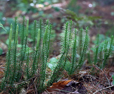 Bristly Clubmoss - Spinulum annotinum Each year's growth in this clubmoss is noted by an interruption on the stem.

Habitat: Mixed forest

It may just look like a boring clubmoss, but it has had so many uses in the past:

-The Woods Cree Nation used it to separate fish eggs from their membranous sacs. They did this by wriggling the egg mass and a bunch of stiff club moss together. The separated eggs were used to make fish-egg bread. 

-Clubmoss spores have also been used as a dusting powder during surgery, as baby powder, and to treat various skin problems, such as eczema. The spores repel water so that anything dusted with them can be dipped into water without becoming wet. 

-Clubmoss spores are rich in oil, and are highly flammable. They were once used by photographers and performers as flash powder, giving the effect of lightning on the stage.  Geotagged,Lycopodium annotinum,Spinulum,Spinulum annotinum,Summer,United States,bristly clubmoss,clubmoss