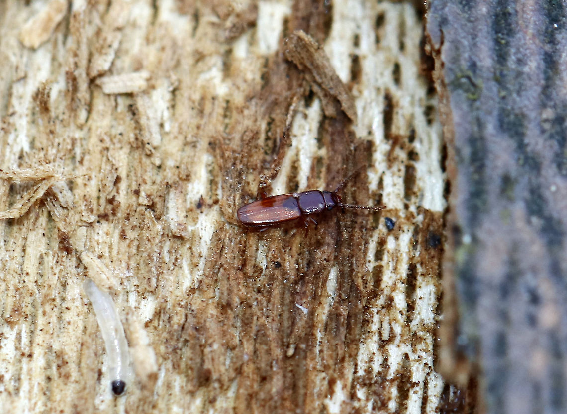 Placonotus modestus This beetle was so tiny - maybe 2 mm long! <br />
<br />
Habitat: Under the bark of rotting hardwood<br />
<figure class="photo"><a href="https://www.jungledragon.com/image/89545/placonotus_modestus.html" title="Placonotus modestus"><img src="https://s3.amazonaws.com/media.jungledragon.com/images/3232/89545_thumb.jpg?AWSAccessKeyId=05GMT0V3GWVNE7GGM1R2&Expires=1763596810&Signature=cFSCFeLi%2BQrHnHZxmSR%2Fuw4wdwk%3D" width="200" height="156" alt="Placonotus modestus This beetle was so tiny - maybe 2 mm long!<br />
<br />
Habitat: Under the bark of rotting hardwood<br />
https://www.jungledragon.com/image/89544/placonotus_modestus.html Geotagged,Placonotus modestus,United States,Winter" /></a></figure><br />
<br />
**The larva is likely a fungus gnat (Family Sciaridae) larva. Geotagged,Placonotus,Placonotus modestus,United States,Winter,beetle,laemophloeidae