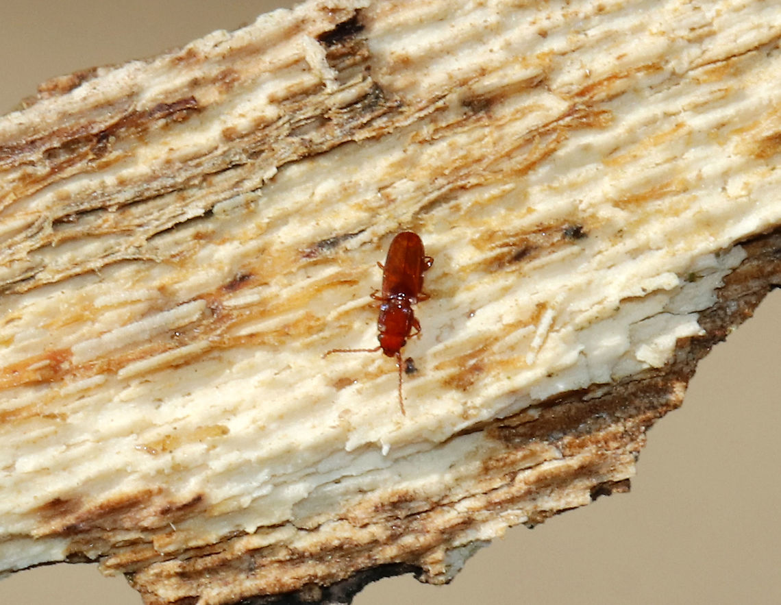 Placonotus modestus This beetle was so tiny - maybe 2 mm long!<br />
<br />
Habitat: Under the bark of rotting hardwood<br />
<figure class="photo"><a href="https://www.jungledragon.com/image/89544/placonotus_modestus.html" title="Placonotus modestus"><img src="https://s3.amazonaws.com/media.jungledragon.com/images/3232/89544_thumb.jpg?AWSAccessKeyId=05GMT0V3GWVNE7GGM1R2&Expires=1770854410&Signature=GVlVY8c5EWJrZoucfLU2u77NjeY%3D" width="200" height="148" alt="Placonotus modestus This beetle was so tiny - maybe 2 mm long! <br />
<br />
Habitat: Under the bark of rotting hardwood<br />
https://www.jungledragon.com/image/89545/placonotus_modestus.html<br />
<br />
**The larva is likely a fungus gnat (Family Sciaridae) larva. Geotagged,Placonotus,Placonotus modestus,United States,Winter,beetle,laemophloeidae" /></a></figure> Geotagged,Placonotus modestus,United States,Winter