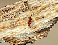 Placonotus modestus This beetle was so tiny - maybe 2 mm long!<br />
<br />
Habitat: Under the bark of rotting hardwood<br />
https://www.jungledragon.com/image/89544/placonotus_modestus.html Geotagged,Placonotus modestus,United States,Winter