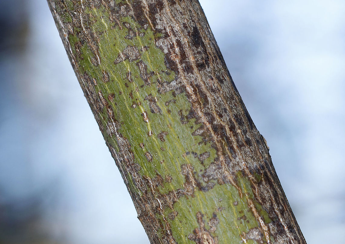 Striped Maple - Acer pensylvanicum The smooth, greenish bark of striped maple can photosynthesize in winter!<br />
<br />
Habitat: Mixed forest Acer pensylvanicum,Geotagged,Striped Maple,United States,Winter,maple