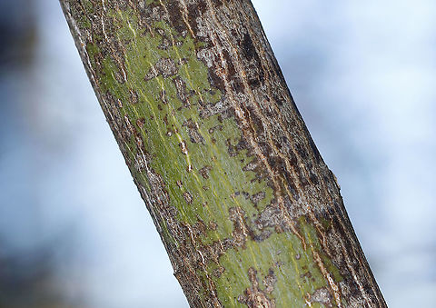 Striped Maple - Acer pensylvanicum The smooth, greenish bark of striped maple can photosynthesize in winter!

Habitat: Mixed forest Acer pensylvanicum,Geotagged,Striped Maple,United States,Winter,maple