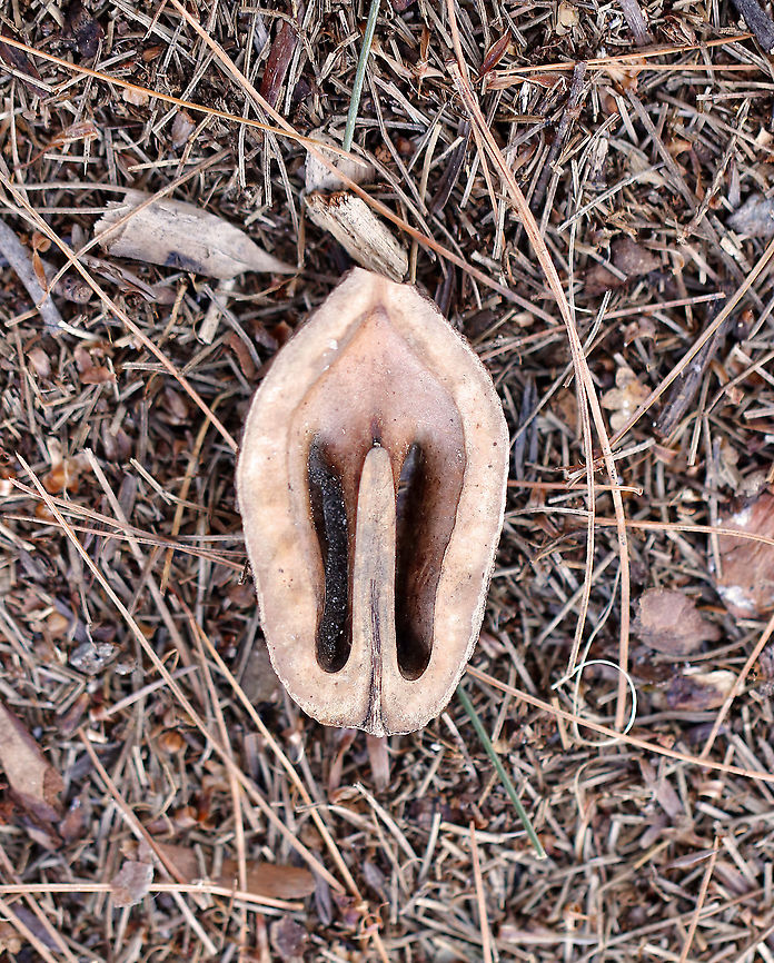 Butternut - Juglans cinerea These trees grow wild in the northeast, but they are rare and are in danger of being completely wiped out due to disease.<br />
<br />
Habitat: Mixed forest Butternut,Geotagged,Juglans cinerea,United States,Winter,juglans,white walnut