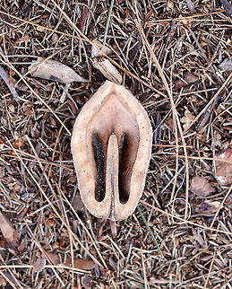 Butternut - Juglans cinerea These trees grow wild in the northeast, but they are rare and are in danger of being completely wiped out due to disease.

Habitat: Mixed forest Butternut,Geotagged,Juglans cinerea,United States,Winter,juglans,white walnut