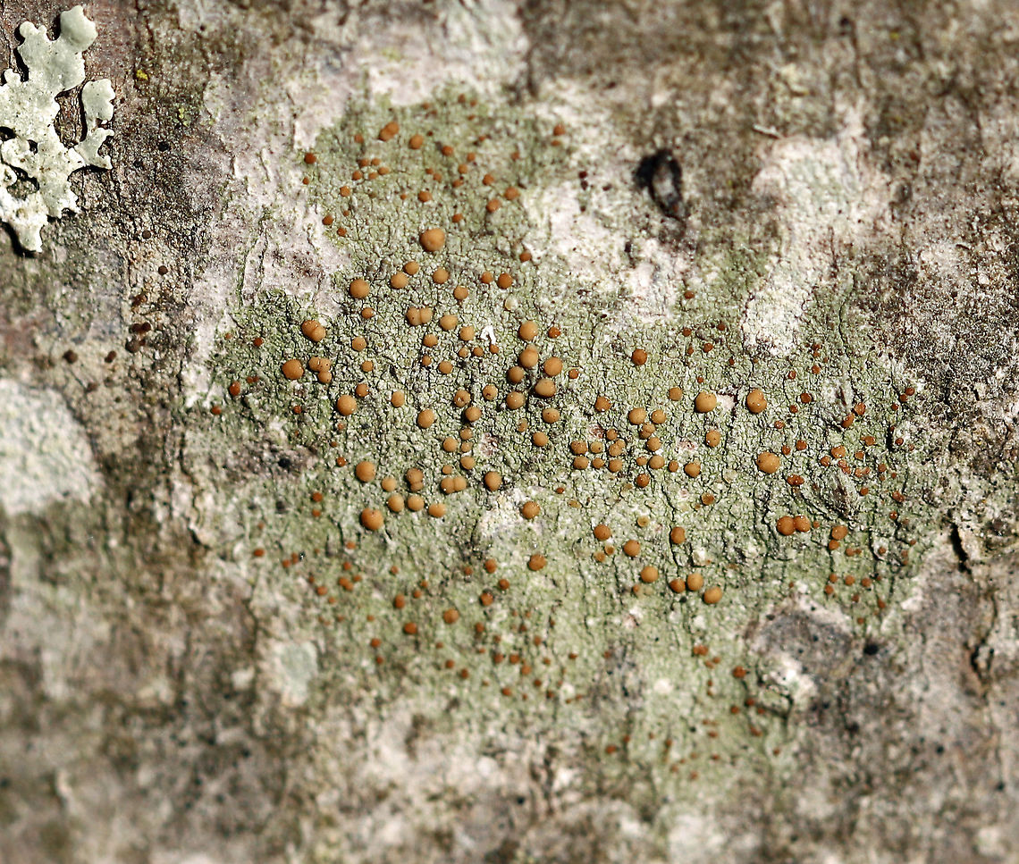 Biatora flavopunctata <br />
Habitat: Hardwood, likely maple Biatora,Biatora flavopunctata,Geotagged,United States,Winter,lichen