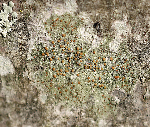 Biatora flavopunctata 
Habitat: Hardwood, likely maple Biatora,Biatora flavopunctata,Geotagged,United States,Winter,lichen