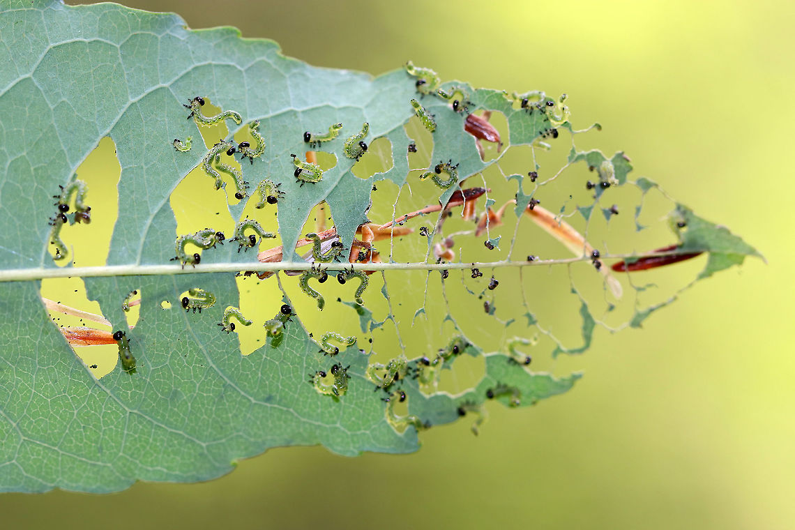 Sawfly Larvae - Nematus sp. They can become serious pests when they feed gregariously like this.<br />
<br />
Habitat: Unknown plant growing on the side of a pond in a mixed forest<br />
<figure class="photo"><a href="https://www.jungledragon.com/image/89567/sawfly_larvae_-_nematus_sp.html" title="Sawfly Larvae - Nematus sp."><img src="https://s3.amazonaws.com/media.jungledragon.com/images/3232/89567_thumb.jpg?AWSAccessKeyId=05GMT0V3GWVNE7GGM1R2&Expires=1765411210&Signature=kB9XQ0kaxXwswVKfizG%2FPFVEUNE%3D" width="144" height="152" alt="Sawfly Larvae - Nematus sp. They can become serious pests when they feed gregariously like this.<br />
<br />
Habitat: Unknown plant growing on the side of a pond in a mixed forest<br />
https://www.jungledragon.com/image/89565/sawfly_larvae_-_nematus_sp.html Geotagged,Summer,United States" /></a></figure> Geotagged,Nematus,Summer,United States,larvae,sawfly,sawfly larvae