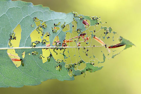 Sawfly Larvae - Nematus sp. They can become serious pests when they feed gregariously like this.

Habitat: Unknown plant growing on the side of a pond in a mixed forest
https://www.jungledragon.com/image/89567/sawfly_larvae_-_nematus_sp.html Geotagged,Nematus,Summer,United States,larvae,sawfly,sawfly larvae