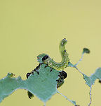 Sawfly Larvae - Nematus sp. They can become serious pests when they feed gregariously like this.<br />
<br />
Habitat: Unknown plant growing on the side of a pond in a mixed forest<br />
https://www.jungledragon.com/image/89565/sawfly_larvae_-_nematus_sp.html Geotagged,Summer,United States