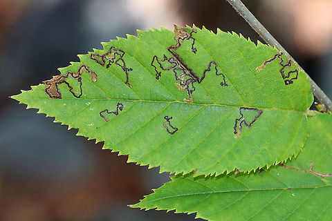 Stigmella sp. Leaf Mines Narrow, linear mines with thick, visible frass lines. The light marks at the end of the mines are the larvae.

Habitat: Pondside in a mixed forest
https://www.jungledragon.com/image/89569/stigmella_sp._leaf_mines.html Geotagged,Stigmella,Summer,United States,leaf mines,nepticulidae