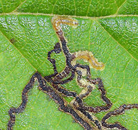 Stigmella sp. Leaf Mines Narrow, linear mines with thick, visible frass lines. The light parts at the end of the mines are the larvae.<br />
<br />
Habitat: Pondside in a mixed forest<br />
https://www.jungledragon.com/image/89568/stigmella_sp._leaf_mines.html Geotagged,Summer,United States,leaf mines,stigmella
