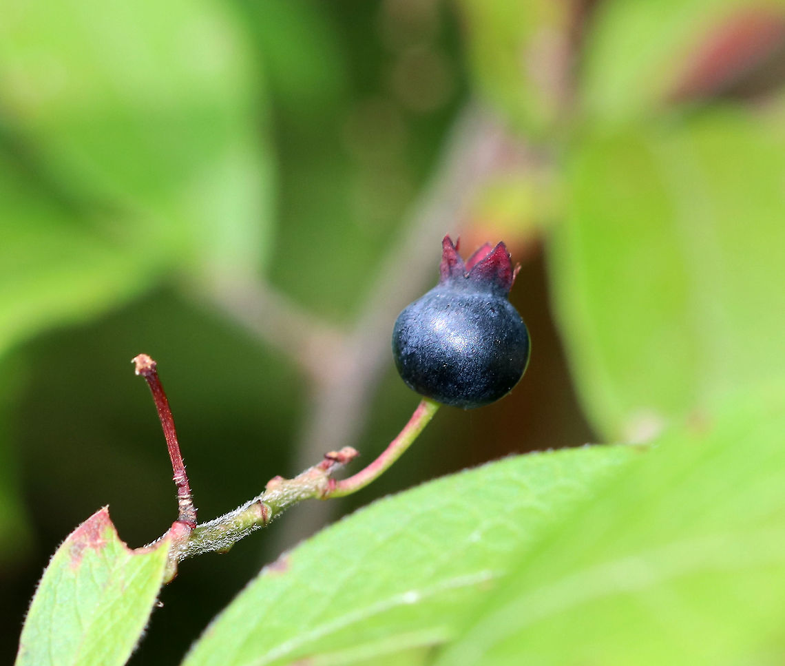 Black Huckleberry - Gaylussacia baccata Characterized by sticky leaves and dark blue fruits.<br />
<br />
Habitat: Mixed forest Black huckleberry,Gaylussacia,Gaylussacia baccata,Geotagged,Summer,United States,berry
