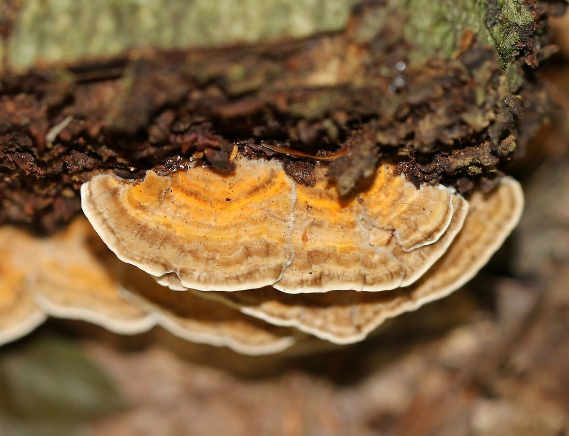 Oak Mazegill - Daedalea quercina Fan-shaped fruiting bodies with intricate maze-like pores that were very deep and thick. <br />
<br />
Habitat: Growing on rotting wood in a mixed forest.<br />
<figure class="photo"><a href="https://www.jungledragon.com/image/89596/oak_mazegill_-_daedalea_quercina.html" title="Oak Mazegill - Daedalea quercina"><img src="https://s3.amazonaws.com/media.jungledragon.com/images/3232/89596_thumb.jpg?AWSAccessKeyId=05GMT0V3GWVNE7GGM1R2&Expires=1767225610&Signature=0jZIDfVl4OUn1T6EPMBMT8Pig4A%3D" width="200" height="188" alt="Oak Mazegill - Daedalea quercina Fan-shaped fruiting bodies with intricate maze-like pores that were very deep and thick.<br />
<br />
Habitat: Growing on rotting wood in a mixed forest.<br />
https://www.jungledragon.com/image/89595/oak_mazegill_-_daedalea_quercina.html Daedalea quercina,Geotagged,Oak mazegill,Summer,United States" /></a></figure> Daedalea quercina,Geotagged,Oak mazegill,Summer,United States