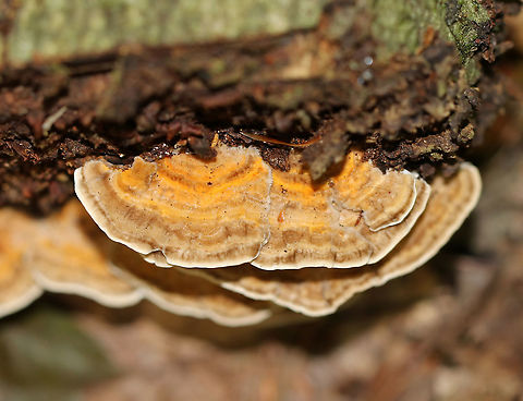 Oak Mazegill - Daedalea quercina Fan-shaped fruiting bodies with intricate maze-like pores that were very deep and thick. 

Habitat: Growing on rotting wood in a mixed forest.
https://www.jungledragon.com/image/89596/oak_mazegill_-_daedalea_quercina.html Daedalea quercina,Geotagged,Oak mazegill,Summer,United States