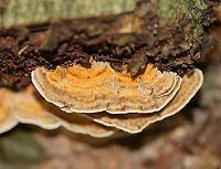 Oak Mazegill - Daedalea quercina Fan-shaped fruiting bodies with intricate maze-like pores that were very deep and thick. <br />
<br />
Habitat: Growing on rotting wood in a mixed forest.<br />
https://www.jungledragon.com/image/89596/oak_mazegill_-_daedalea_quercina.html Daedalea quercina,Geotagged,Oak mazegill,Summer,United States