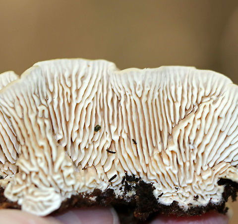 Oak Mazegill - Daedalea quercina Fan-shaped fruiting bodies with intricate maze-like pores that were very deep and thick.

Habitat: Growing on rotting wood in a mixed forest.
https://www.jungledragon.com/image/89595/oak_mazegill_-_daedalea_quercina.html Daedalea quercina,Geotagged,Oak mazegill,Summer,United States