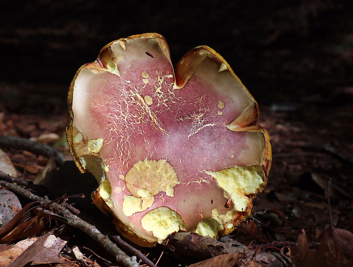 Bouillon Bolete - Lanmaoa pallidorosea I never would have figured out the ID on this mushroom without help!<br />
<br />
Habitat: Growing on the ground in a mixed forest.<br />
<figure class="photo"><a href="https://www.jungledragon.com/image/89644/bouillon_bolete_-_lanmaoa_pallidorosea.html" title="Bouillon Bolete - Lanmaoa pallidorosea"><img src="https://s3.amazonaws.com/media.jungledragon.com/images/3232/89644_thumb.jpg?AWSAccessKeyId=05GMT0V3GWVNE7GGM1R2&Expires=1759968010&Signature=srYWaluR37jSI%2FJCpIo8YzPH8Ck%3D" width="200" height="174" alt="Bouillon Bolete - Lanmaoa pallidorosea I never would have figured out the ID on this mushroom without help!<br />
<br />
Habitat: Growing on the ground in a mixed forest.<br />
https://www.jungledragon.com/image/89641/bouillon_bolete_-_lanmaoa_pallidorosea.html Bouillon Bolete,Geotagged,Lanmaoa pallidorosea,Summer,United States" /></a></figure> Bouillon Bolete,Geotagged,Lanmaoa,Lanmaoa pallidorosea,Summer,United States,bolete,mushroom