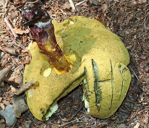 Bouillon Bolete - Lanmaoa pallidorosea I never would have figured out the ID on this mushroom without help!

Habitat: Growing on the ground in a mixed forest.
https://www.jungledragon.com/image/89641/bouillon_bolete_-_lanmaoa_pallidorosea.html Bouillon Bolete,Geotagged,Lanmaoa pallidorosea,Summer,United States