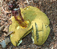 Bouillon Bolete - Lanmaoa pallidorosea I never would have figured out the ID on this mushroom without help!<br />
<br />
Habitat: Growing on the ground in a mixed forest.<br />
https://www.jungledragon.com/image/89641/bouillon_bolete_-_lanmaoa_pallidorosea.html Bouillon Bolete,Geotagged,Lanmaoa pallidorosea,Summer,United States