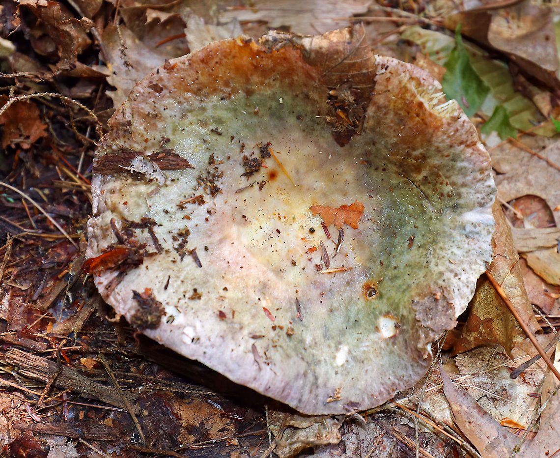 Variable Russula - Russula variata Cap: Sunken; mottled brown, yellow, green, and purple<br />
Gills: White with some brownish discoloration; slightly decurrent; forked<br />
Stem: White; enlarged, bulbous base<br />
Habitat: Rotting birch in a mixed forest Geotagged,Russula variata,Summer,United States,mushroom,russula,variable russula