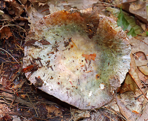 Variable Russula - Russula variata Cap: Sunken; mottled brown, yellow, green, and purple
Gills: White with some brownish discoloration; slightly decurrent; forked
Stem: White; enlarged, bulbous base
Habitat: Rotting birch in a mixed forest Geotagged,Russula variata,Summer,United States,mushroom,russula,variable russula