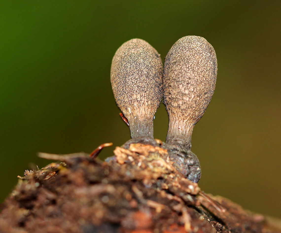 Dead Man's Fingers - Xylaria polymorpha You have to be on your guard when walking past this fungus or else it may grab you by the ankle and pull you underground.<br />
<br />
Habitat: Rotting wood in a mixed forest<br />
<figure class="photo"><a href="https://www.jungledragon.com/image/89726/dead_mans_fingers_-_xylaria_polymorpha.html" title="Dead Man's Fingers - Xylaria polymorpha"><img src="https://s3.amazonaws.com/media.jungledragon.com/images/3232/89726_thumb.jpg?AWSAccessKeyId=05GMT0V3GWVNE7GGM1R2&Expires=1770854410&Signature=DNChlHqltjIU87rBZfLhliwfYEA%3D" width="116" height="152" alt="Dead Man's Fingers - Xylaria polymorpha The last time I found this fungus, I got a blurry cross-section photo. This time, I determined to get a better shot, but this is nearly as bad.<br />
<br />
The little black dots around the edges are called perithecia. The perithcia have a layer of asci, which contain the ascospores.<br />
<br />
Habitat: Growing on rotting wood in a mixed forest<br />
https://www.jungledragon.com/image/89725/dead_mans_fingers_-_xylaria_polymorpha.html Dead Man's Fingers,Geotagged,Summer,United States,Xylaria polymorpha" /></a></figure> Dead Man's Fingers,Geotagged,Summer,United States,Xylaria polymorpha,xylaria