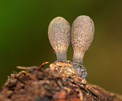 Dead Man's Fingers - Xylaria polymorpha You have to be on your guard when walking past this fungus or else it may grab you by the ankle and pull you underground.

Habitat: Rotting wood in a mixed forest
https://www.jungledragon.com/image/89726/dead_mans_fingers_-_xylaria_polymorpha.html Dead Man's Fingers,Geotagged,Summer,United States,Xylaria polymorpha,xylaria