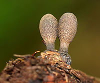 Dead Man's Fingers - Xylaria polymorpha You have to be on your guard when walking past this fungus or else it may grab you by the ankle and pull you underground.<br />
<br />
Habitat: Rotting wood in a mixed forest<br />
https://www.jungledragon.com/image/89726/dead_mans_fingers_-_xylaria_polymorpha.html Dead Man's Fingers,Geotagged,Summer,United States,Xylaria polymorpha,xylaria