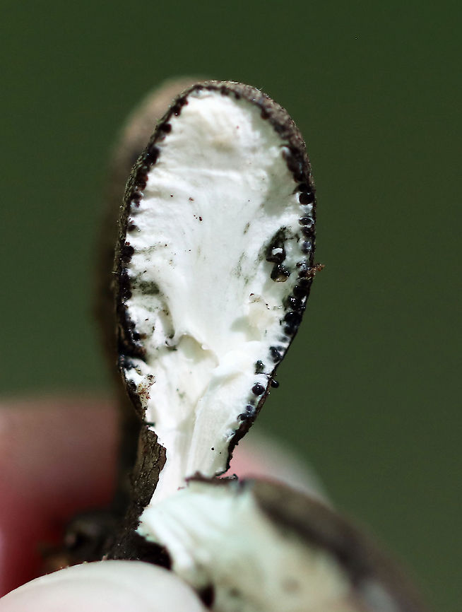 Dead Man's Fingers - Xylaria polymorpha The last time I found this fungus, I got a blurry cross-section photo. This time, I determined to get a better shot, but this is nearly as bad.<br />
<br />
The little black dots around the edges are called perithecia. The perithcia have a layer of asci, which contain the ascospores.<br />
<br />
Habitat: Growing on rotting wood in a mixed forest<br />
<figure class="photo"><a href="https://www.jungledragon.com/image/89725/dead_mans_fingers_-_xylaria_polymorpha.html" title="Dead Man's Fingers - Xylaria polymorpha"><img src="https://s3.amazonaws.com/media.jungledragon.com/images/3232/89725_thumb.jpg?AWSAccessKeyId=05GMT0V3GWVNE7GGM1R2&Expires=1770854410&Signature=CacyTVTerU6UyKLNToyFb6KA610%3D" width="200" height="166" alt="Dead Man's Fingers - Xylaria polymorpha You have to be on your guard when walking past this fungus or else it may grab you by the ankle and pull you underground.<br />
<br />
Habitat: Rotting wood in a mixed forest<br />
https://www.jungledragon.com/image/89726/dead_mans_fingers_-_xylaria_polymorpha.html Dead Man's Fingers,Geotagged,Summer,United States,Xylaria polymorpha,xylaria" /></a></figure> Dead Man's Fingers,Geotagged,Summer,United States,Xylaria polymorpha